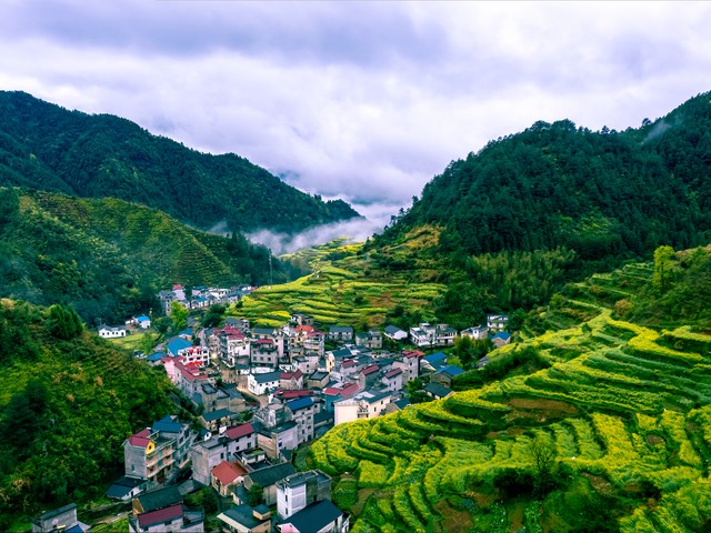 野茶直播截图0