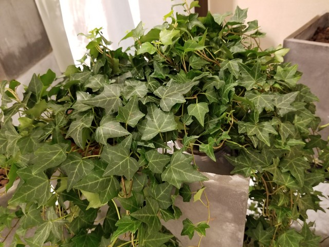 野茶直播